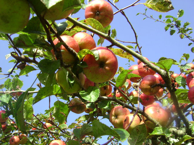 Az almafa remek választás az Ön kertjébe is