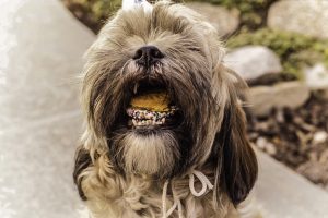 A Happy Dog kutyatáp egészséges és tápláló